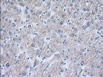 TTC32 Antibody in Immunohistochemistry (Paraffin) (IHC (P))