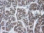 TTC32 Antibody in Immunohistochemistry (Paraffin) (IHC (P))