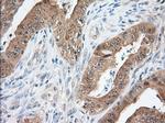 TTC32 Antibody in Immunohistochemistry (Paraffin) (IHC (P))