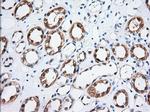 TTC32 Antibody in Immunohistochemistry (Paraffin) (IHC (P))