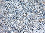 TTC32 Antibody in Immunohistochemistry (Paraffin) (IHC (P))