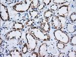 TTC32 Antibody in Immunohistochemistry (Paraffin) (IHC (P))