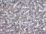 TTC32 Antibody in Immunohistochemistry (Paraffin) (IHC (P))