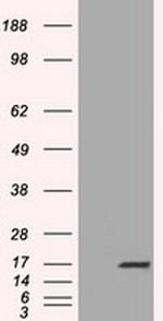 TTC32 Antibody in Western Blot (WB)