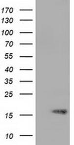 TTC32 Antibody in Western Blot (WB)