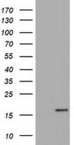 TTC32 Antibody in Western Blot (WB)