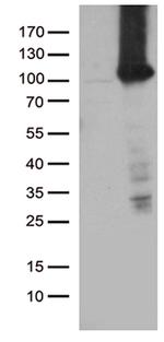 TTC7A Antibody in Western Blot (WB)