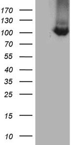 TTC7A Antibody in Western Blot (WB)