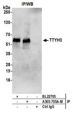 TTYH3 Antibody in Western Blot (WB)