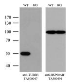 TUBB3 Antibody