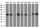 TUBB3 Antibody in Western Blot (WB)