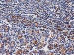 TUBB4 Antibody in Immunohistochemistry (Paraffin) (IHC (P))