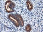 TUBB4 Antibody in Immunohistochemistry (Paraffin) (IHC (P))