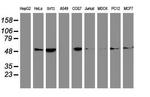 TUBB4 Antibody in Western Blot (WB)