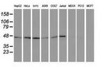 TUBB4 Antibody in Western Blot (WB)