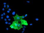 TULP3 Antibody in Immunocytochemistry (ICC/IF)