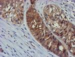 TULP3 Antibody in Immunohistochemistry (Paraffin) (IHC (P))