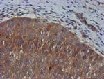 TULP3 Antibody in Immunohistochemistry (Paraffin) (IHC (P))