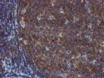 TULP3 Antibody in Immunohistochemistry (Paraffin) (IHC (P))