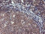 TULP3 Antibody in Immunohistochemistry (Paraffin) (IHC (P))