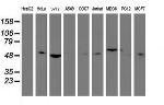 TULP3 Antibody in Western Blot (WB)