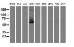 TULP3 Antibody in Western Blot (WB)