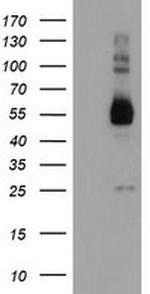 TULP3 Antibody in Western Blot (WB)