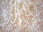 TWF1 Antibody in Immunohistochemistry (Paraffin) (IHC (P))