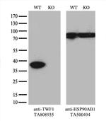 TWF1 Antibody in Western Blot (WB)