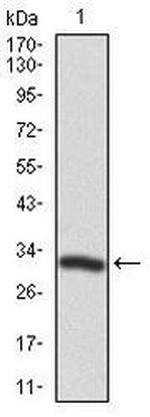 PTK9 Antibody in Western Blot (WB)