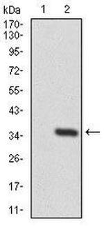 PTK9 Antibody in Western Blot (WB)