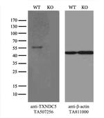 TXNDC5 Antibody