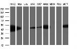 TXNDC5 Antibody in Western Blot (WB)