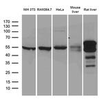 TXNRD1 Antibody in Western Blot (WB)