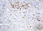 TYMP Antibody in Immunohistochemistry (Paraffin) (IHC (P))