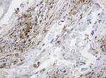 TYMP Antibody in Immunohistochemistry (Paraffin) (IHC (P))