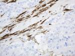 TYMP Antibody in Immunohistochemistry (Paraffin) (IHC (P))