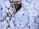 TYMP Antibody in Immunohistochemistry (Paraffin) (IHC (P))