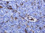 TYMP Antibody in Immunohistochemistry (Paraffin) (IHC (P))