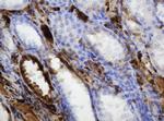 TYMP Antibody in Immunohistochemistry (Paraffin) (IHC (P))