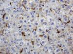 TYMP Antibody in Immunohistochemistry (Paraffin) (IHC (P))