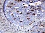 TYMP Antibody in Immunohistochemistry (Paraffin) (IHC (P))