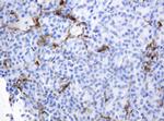 TYMP Antibody in Immunohistochemistry (Paraffin) (IHC (P))