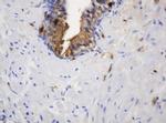 TYMP Antibody in Immunohistochemistry (Paraffin) (IHC (P))