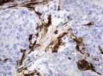 TYMP Antibody in Immunohistochemistry (Paraffin) (IHC (P))