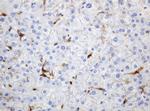 TYMP Antibody in Immunohistochemistry (Paraffin) (IHC (P))