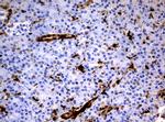 TYMP Antibody in Immunohistochemistry (Paraffin) (IHC (P))