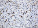 TYMP Antibody in Immunohistochemistry (Paraffin) (IHC (P))