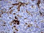 TYMP Antibody in Immunohistochemistry (Paraffin) (IHC (P))