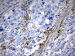 TYMP Antibody in Immunohistochemistry (Paraffin) (IHC (P))